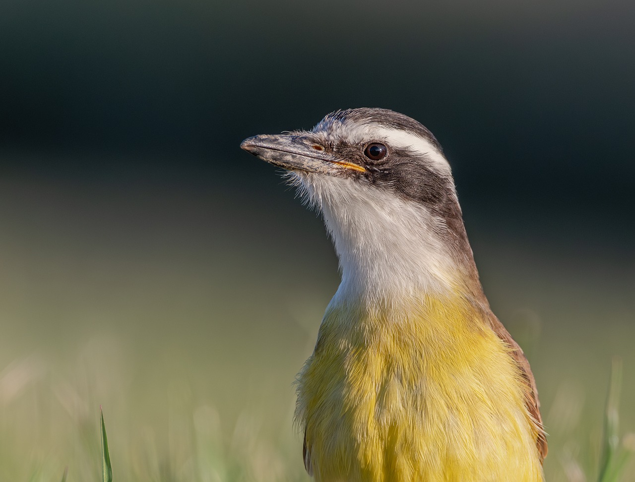 The Top Birdwatching Spots in Point Reyes National Seashore